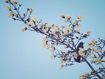 Close-up of cherry blossom against clear sky