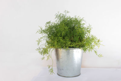 Close-up of plant against white background