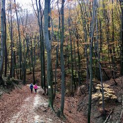 Rear view of people walking in forest