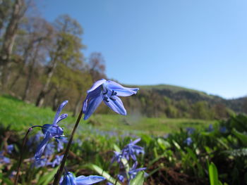 Close-up of purple flowers blooming on field against clear blue sky