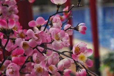 Close-up of pink cherry blossoms