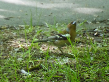 Side view of a bird on land