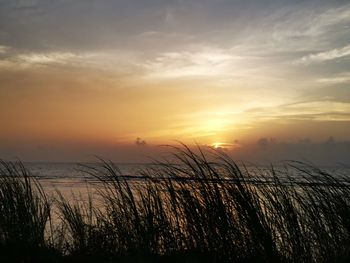 Silhouette plants by sea against sky during sunset