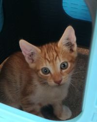 Portrait of kitten on bed