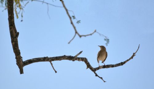 Low angle view of birds perching on branch