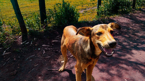 Dog on field