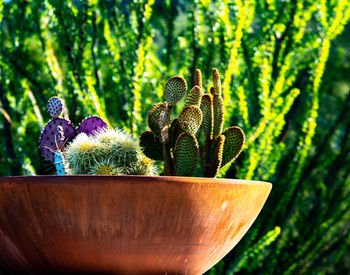 Close-up of succulent plant