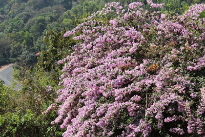 Pink flowering trees in mountains