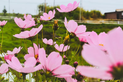 Close-up of pink water lily in lake