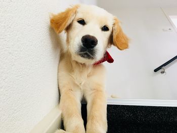 High angle portrait of dog sitting on wall at home