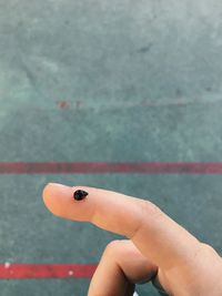 Close-up of hand holding ladybug