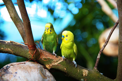 Close-up of bird perching on branch