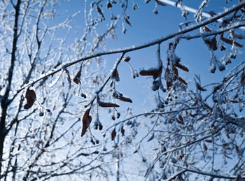 Low angle view of frozen bare tree against sky