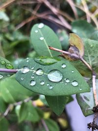 Close-up of wet leaf