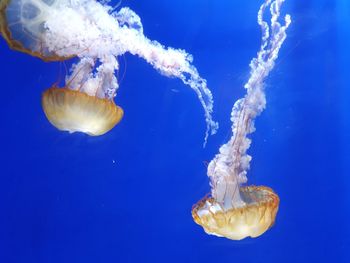 Close-up of jellyfish swimming in sea