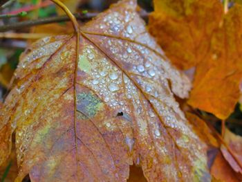 Close-up of leaves