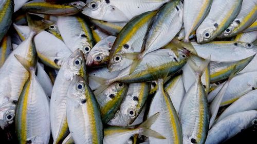 High angle view of fish for sale in market