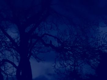 Low angle view of silhouette trees against sky at night
