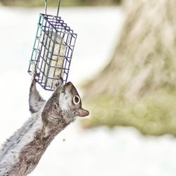 Close-up of squirrel