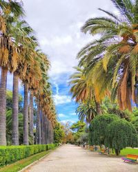 Palm trees against sky