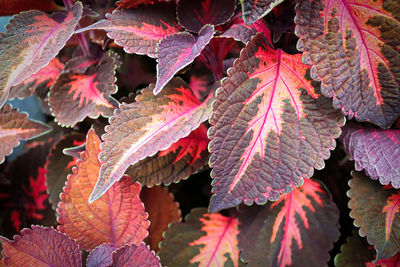 Macro of pink and brown coleus plant leaves