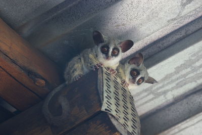 Bush babies under roof of an african lodge