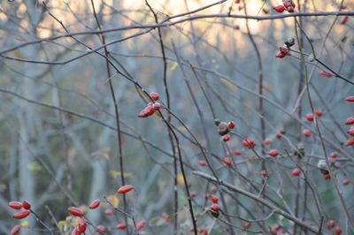 Close-up of berries on tree
