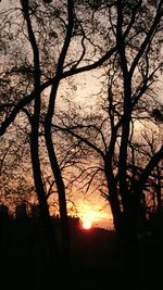 Silhouette trees against sky during sunset