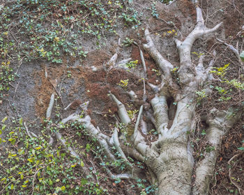 Trees growing in forest