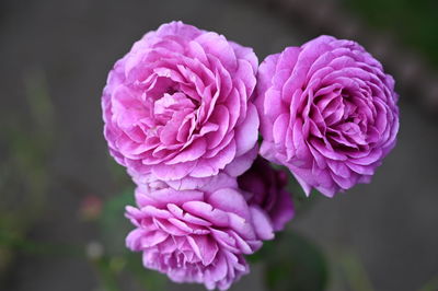 Close-up of pink rose flower in garden