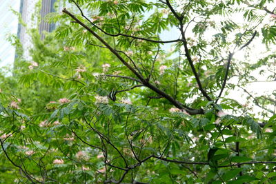 Low angle view of leaves on tree in forest