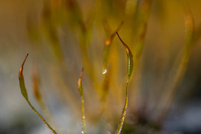 Close-up of wet plant