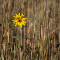 Close-up of yellow flowers blooming outdoors