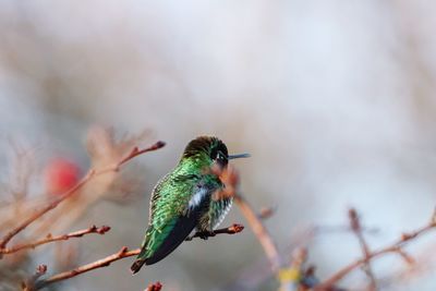 Close-up of bird perching on branch