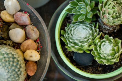 High angle view of cactus