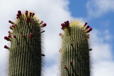 Low angle view of cactus against sky