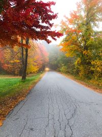 Surface level of empty road along trees