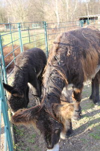 Two sheep in pen