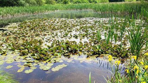 Scenic view of lake