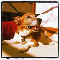 Dog resting on couch