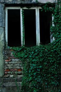 Ivy growing on window