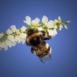 Close-up of bee pollinating on flower