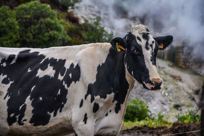 Portrait of cow standing on field