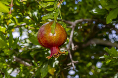 Low angle view of apple on tree