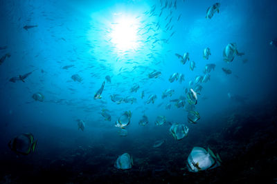 Fishes swimming in sea