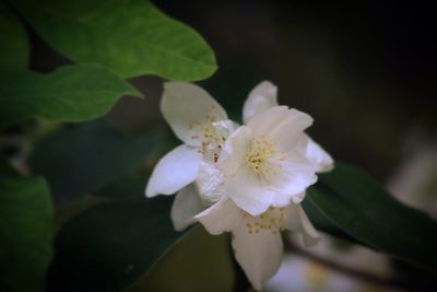 Close-up of white cherry blossom