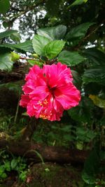 Close-up of pink flower blooming outdoors