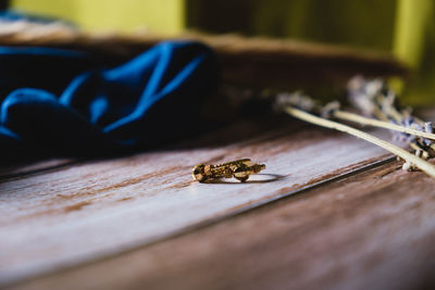 Close-up of bee on wooden table