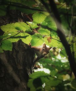 Leaves on tree trunk