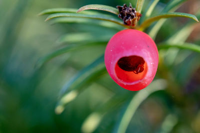 Close-up of red berries on plant